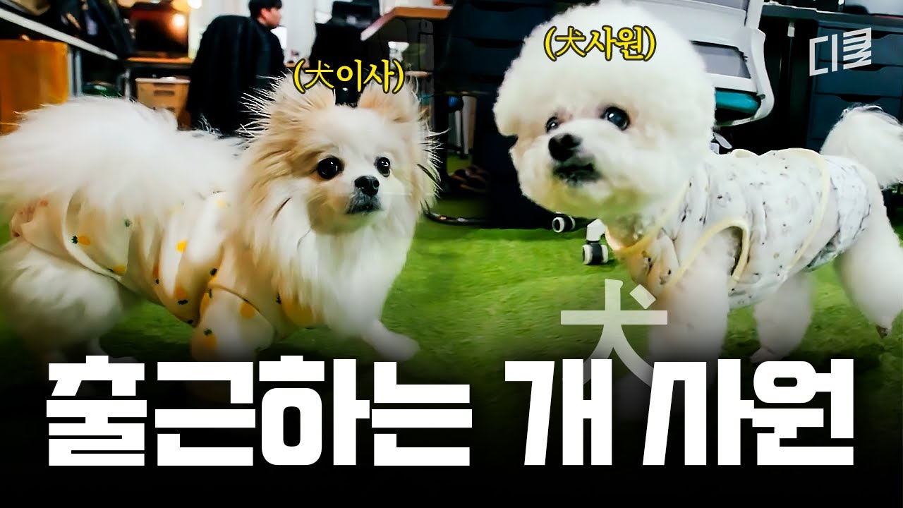 강아지 채용 조건까지 있다고⁉️ 개가 판치는(?) MZ 회사의 정체ㅋㅋ🐶 #고독한훈련사