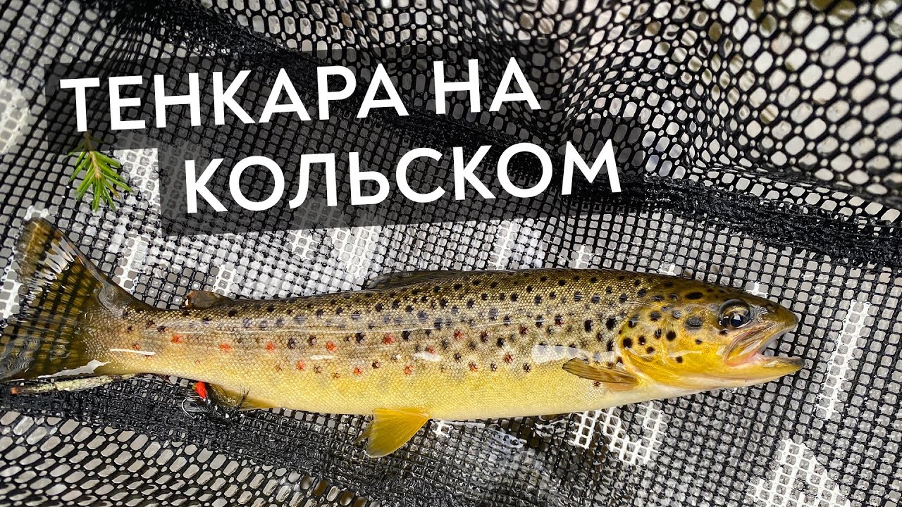 Поймал ГОРБУШУ вместо форели. ТЕНКАРА выдержала!