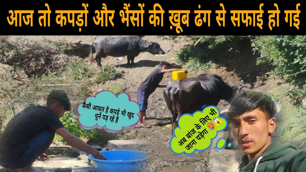 आज तो कपड़ों के साथ भैंसों की भी  खतरनाक सफाई हो गई