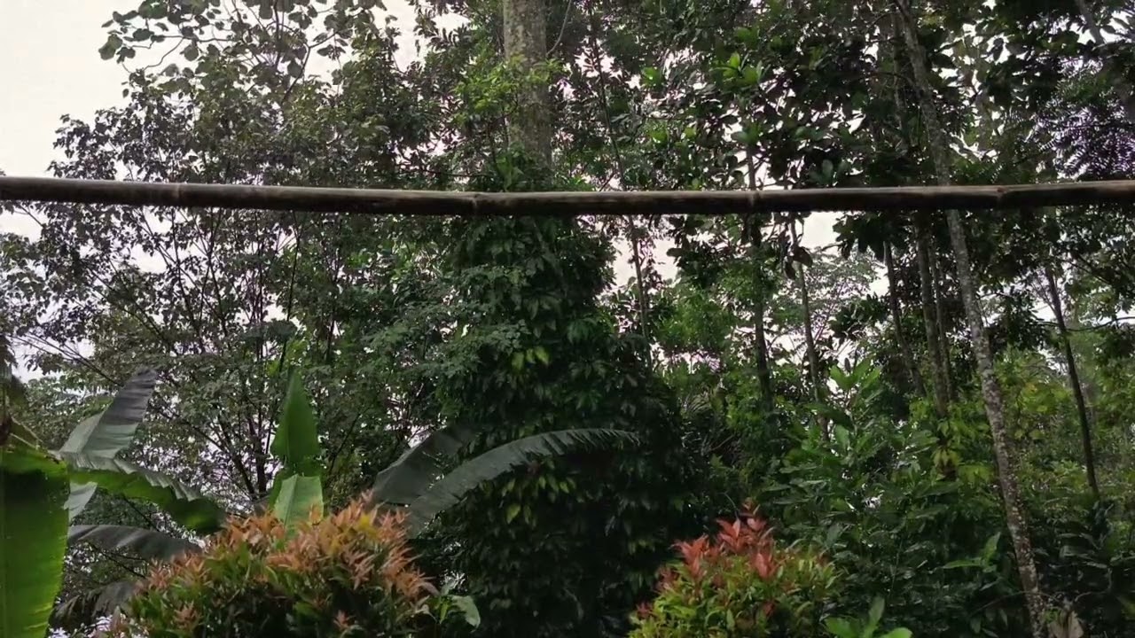 Natural Rain Sound for Sleeping, Relaxing, and Focus