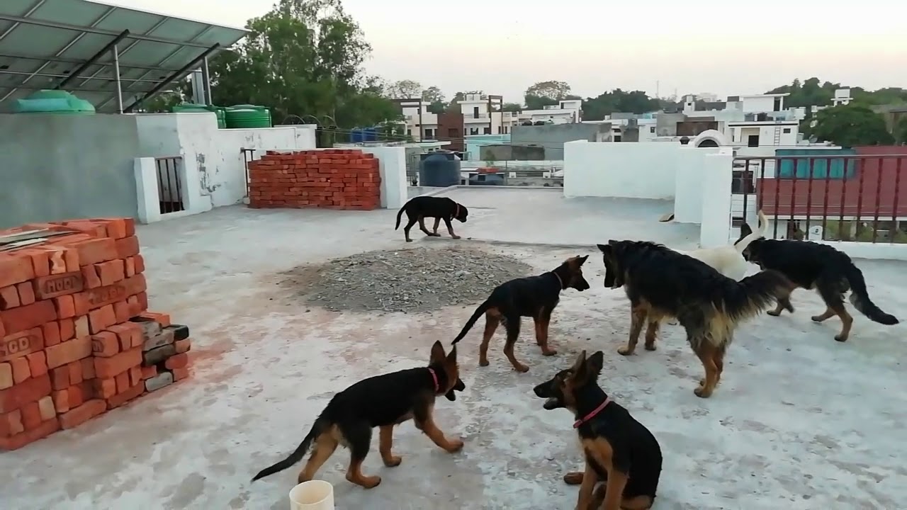 Chhat vlog part 2