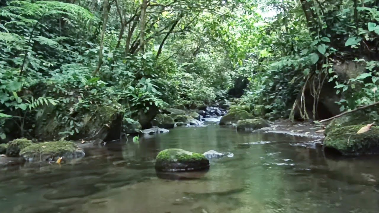 Tropical River Flow for Deep Focus 🌿 Clear Your Mind & Stay Present