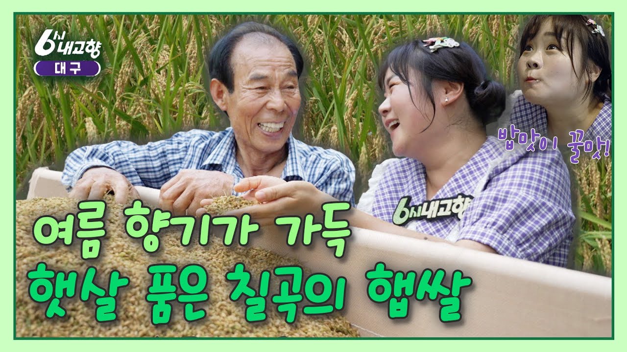 [6시 내고향 대구] 여름 향기 듬뿍 담고, 따뜻한 햇살 가득 품은 칠곡의 햅쌀 | KBS대구 230829