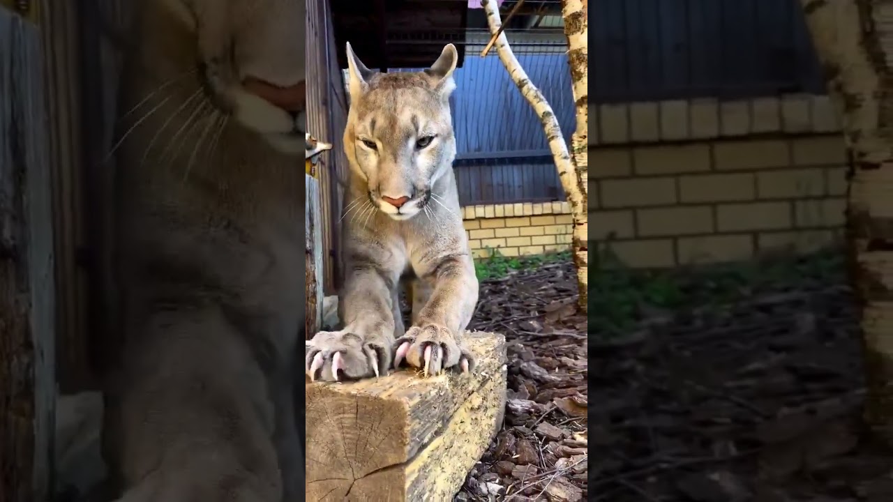 Razor sharp claws of a puma 🐾✨ #puma #cat #bigcat #predator #cats #wildlifeencounters #wildlife
