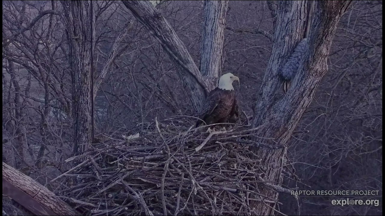 Decorah North Eagles 2-15-26 Multiple eagles & chases, DNF & Mr  North to the Love Tree for the nigh