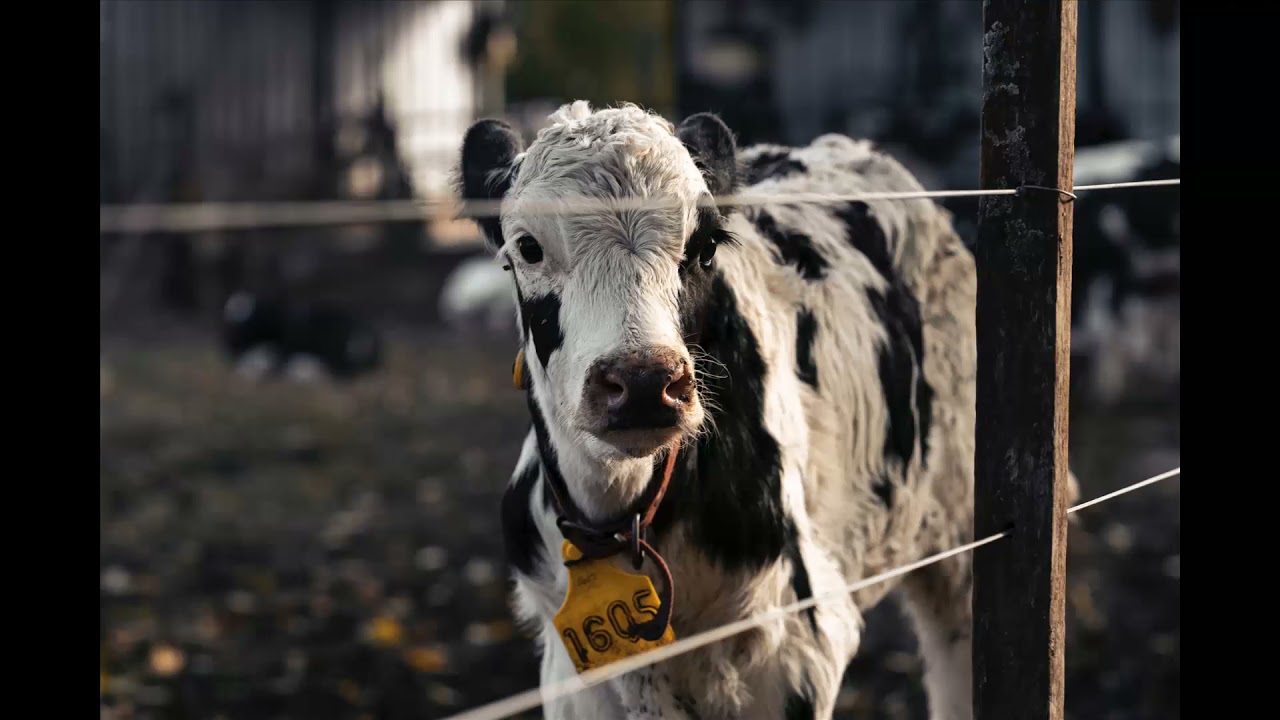 Animals farm in the morning, sound effects