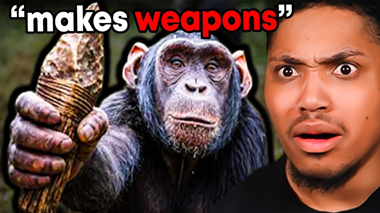 Chimpanzees Are Getting Dangerous?😳