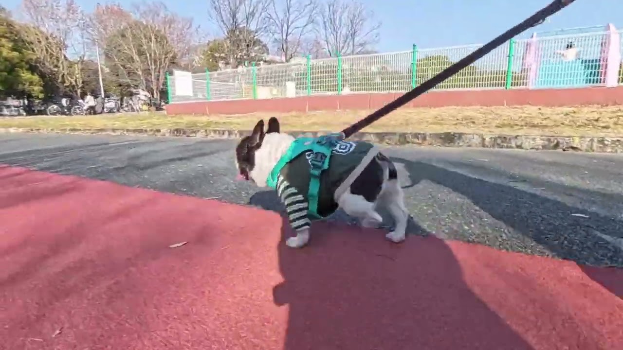 休日の散歩