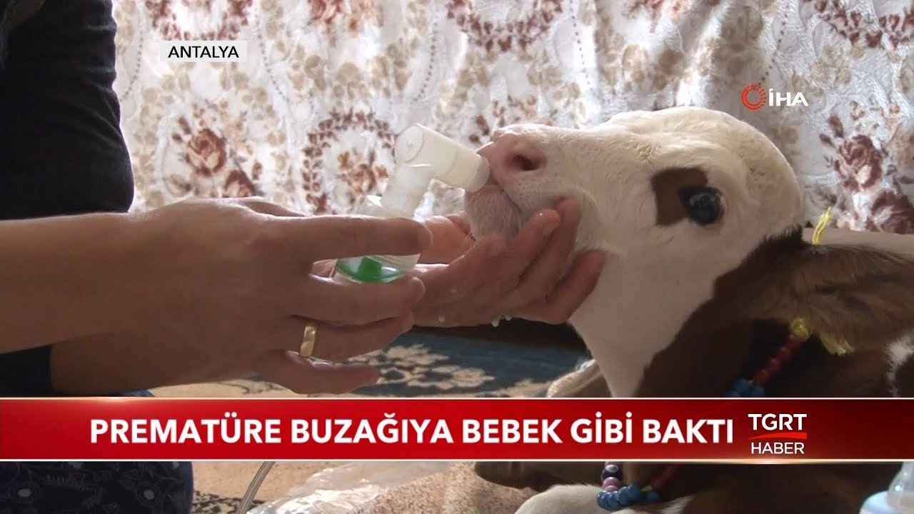 Prematüre Buzağıya Bebek Gibi Baktı