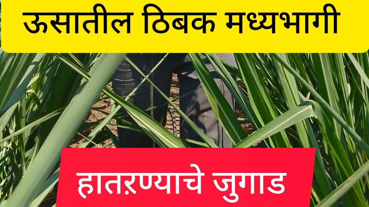 ऊसातील ठिबक मध्यभागी हंतरणे/उन्हाळ्यातील पाणी नियोजन कसे करावे / ऊस उत्पादन व कमी पाणी.