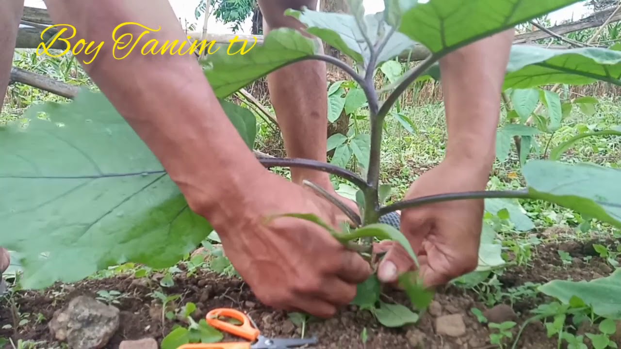 Pruning Eggplant 🍆 Boy Tanim