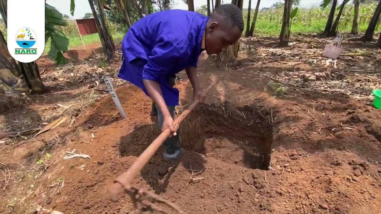 HOW TO USE GOAT MANURE TO BOOST BANANA PRODUCTIVITY