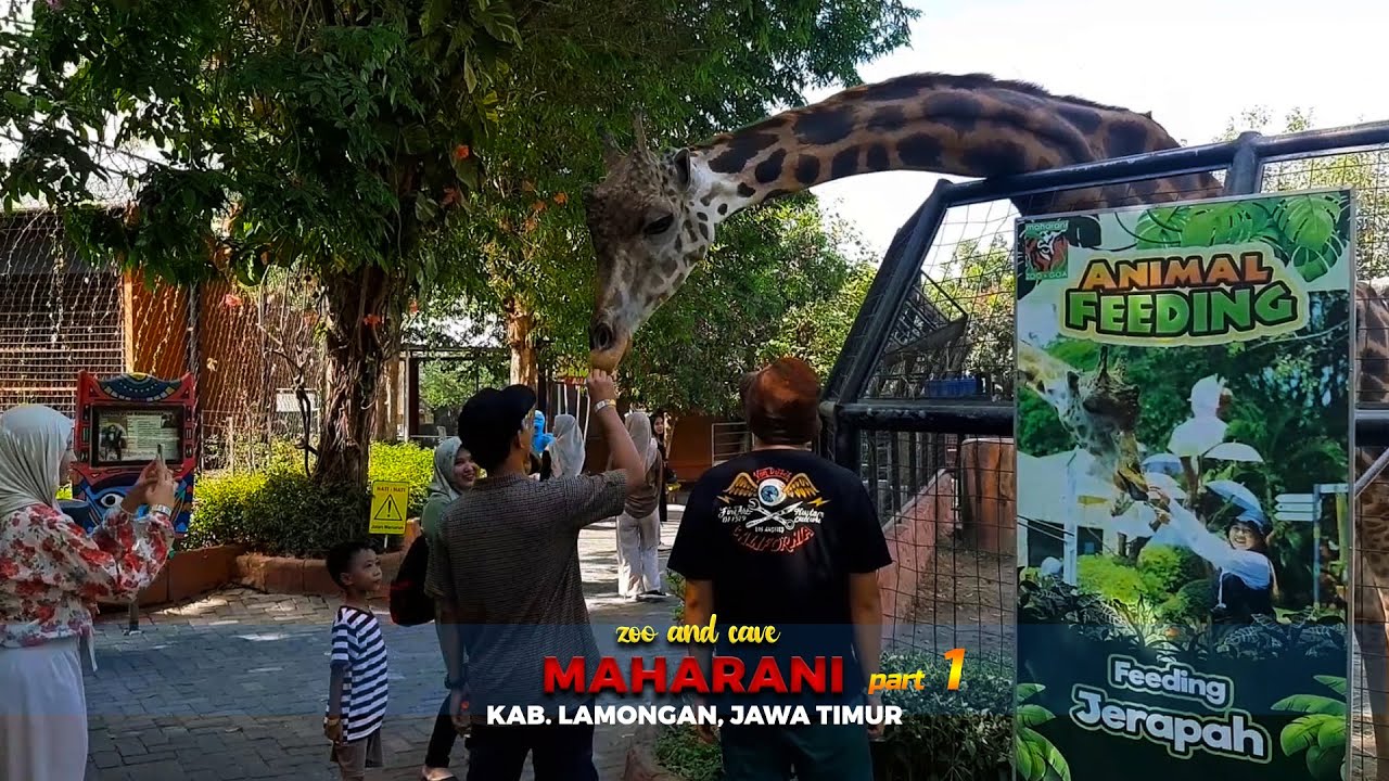SERU BANGET! Jelajah Maharani Zoo & Cave Lamongan Part 1: Wisata Goa & Koleksi Satwa Dunia 🦓💎