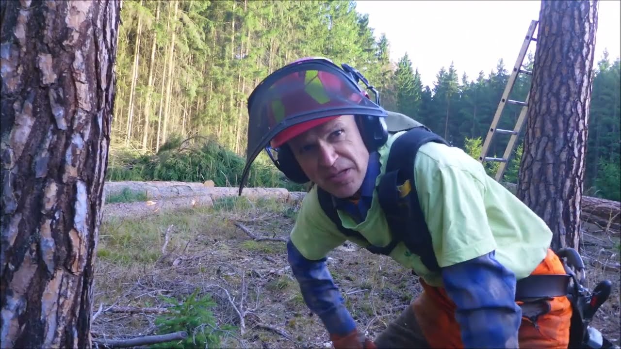 Forest job / Těžba borovic - Echo 621 SX a Stihl 462 #430