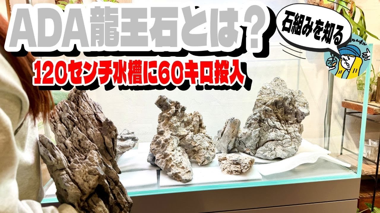 【アクアリウム】でっかい水槽に超でっかい石を投入（ADA龍王石で石組みレイアウト！緑の絨毯を120センチ水槽で作りたい）