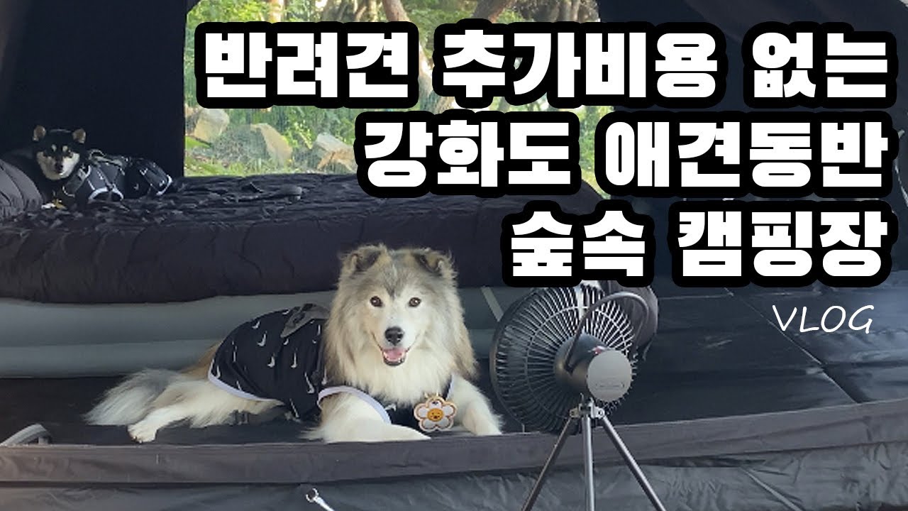 서울,인천근교 40분거리 타프 필요없는 숲속 애견동반 캠핑장! | 대형견캠핑 | 롤리팝치킨 | 캠핑브이로그 | 딩크족 | 강화도아침캠핑장 | vlog | 애견캠핑
