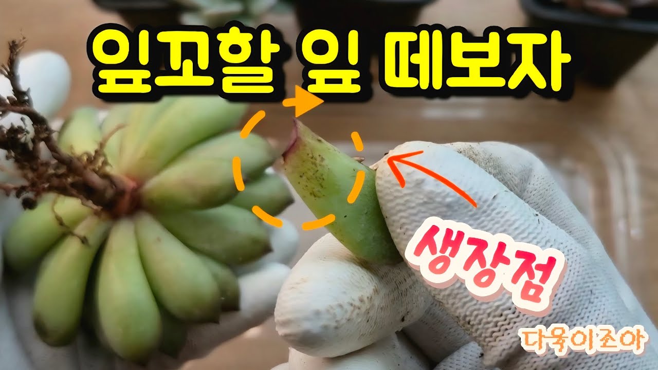 하엽떼고 잎꼬떼고 #초보다육 #다육이관리 #다육이키우기 #succulent #분갈이주의점 #plants 