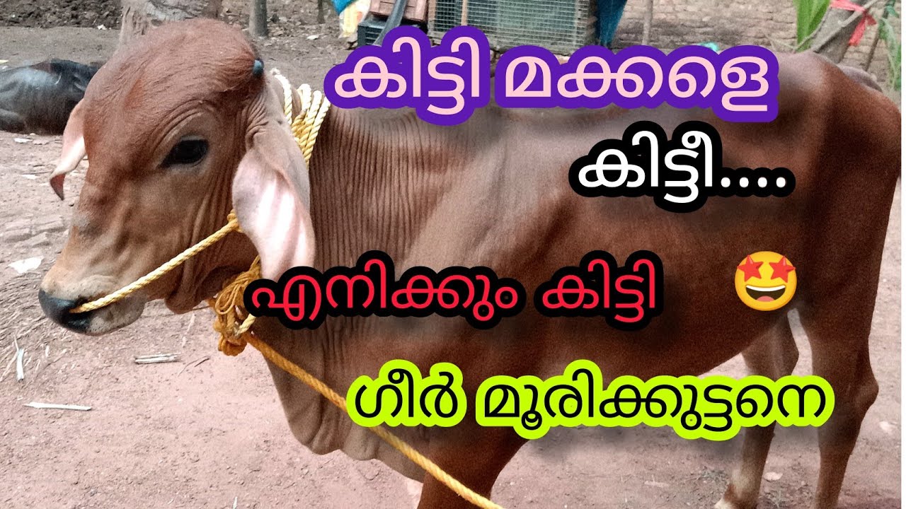 ഞാനും വാങ്ങി ഗീർ മൂരിക്കുട്ടനെ 🤩#anwarkeralapothvalarthal #geer #Buffalofamig #shojiravi