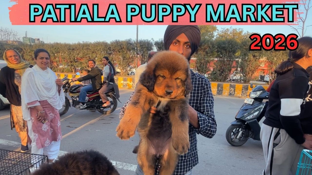 Puppy market in India at cheapest rates| Wholesale Dog market outside Patiala Dog show 2026