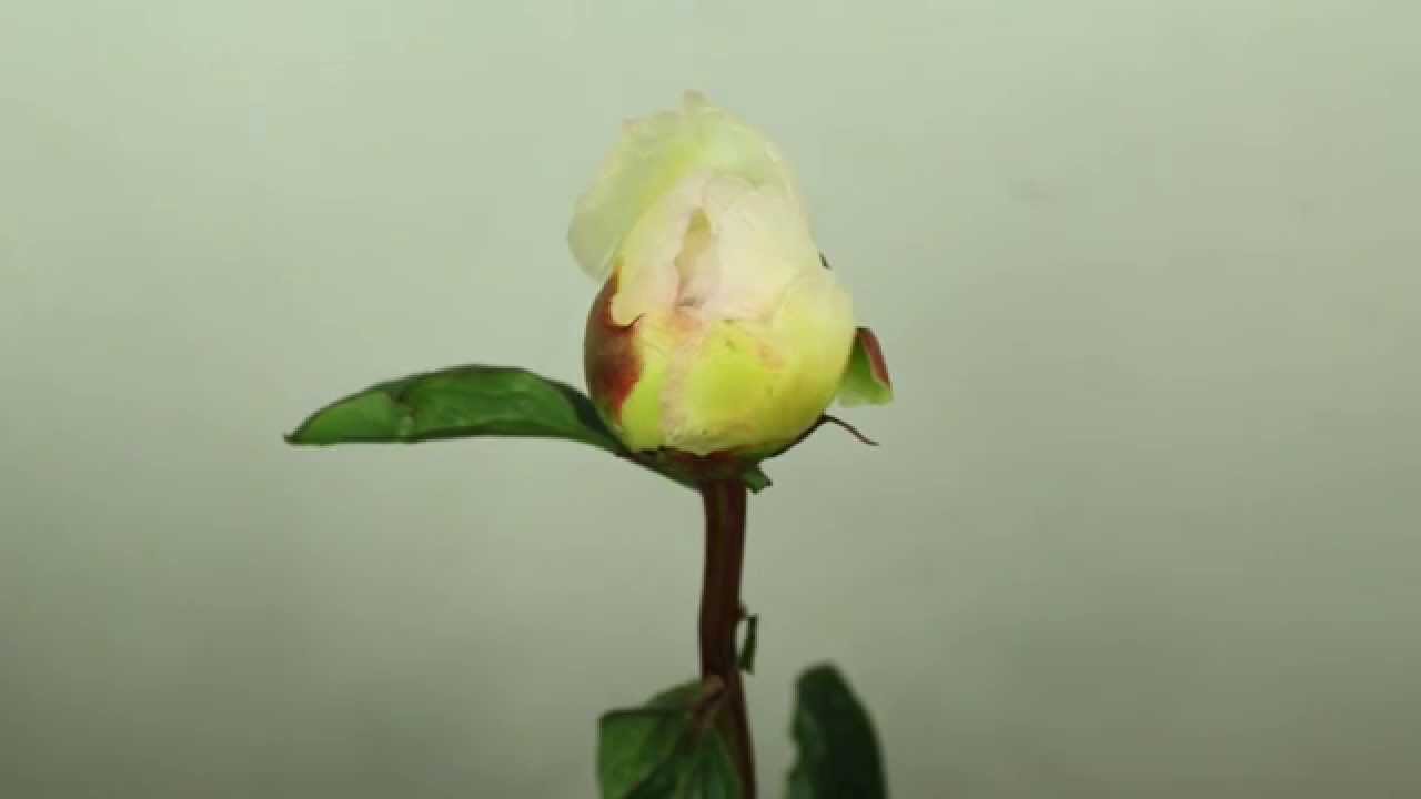 Peony Honey Gold - Time Lapse