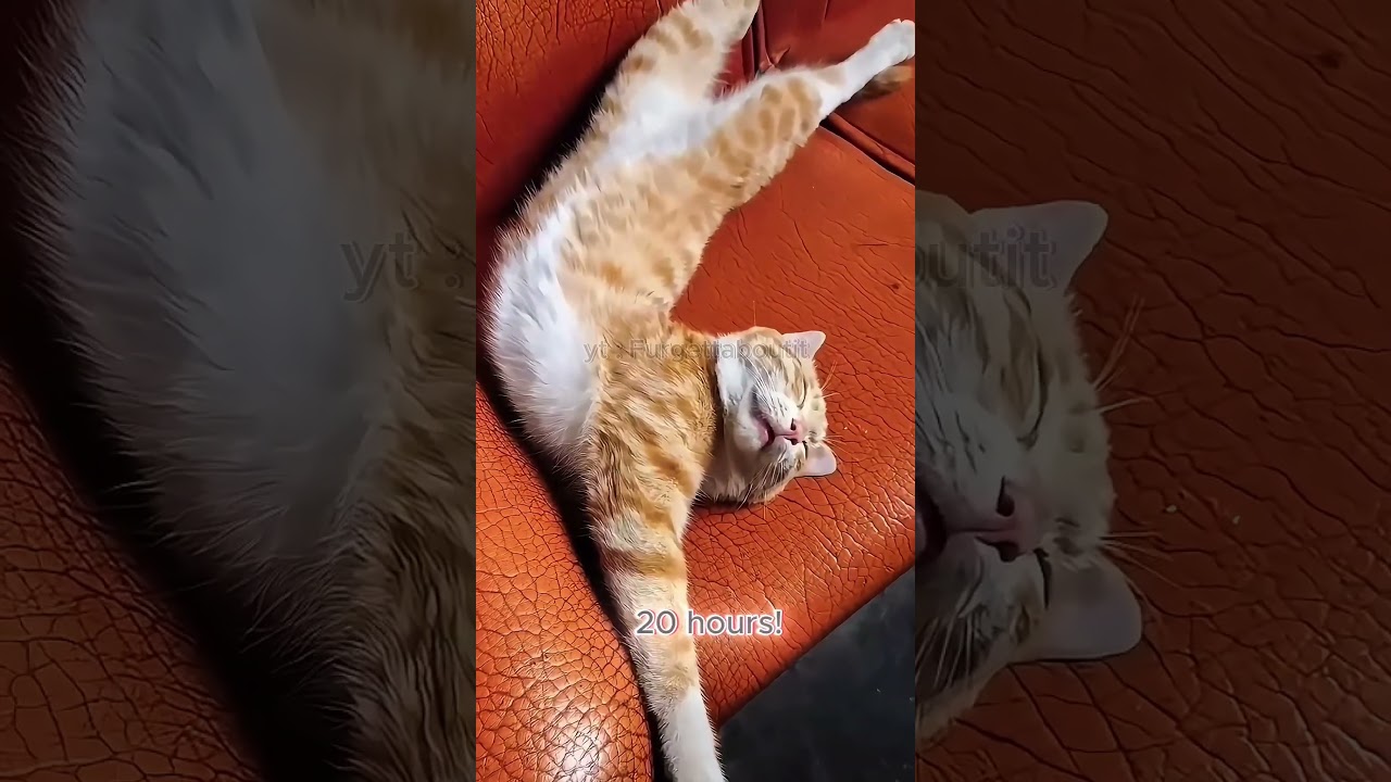 Why Do Cats Sleep So Much? 🐱💤