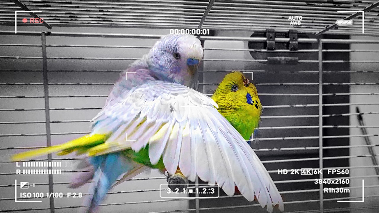 Your Budgie is Pregnant? Here's What You Need to Know
