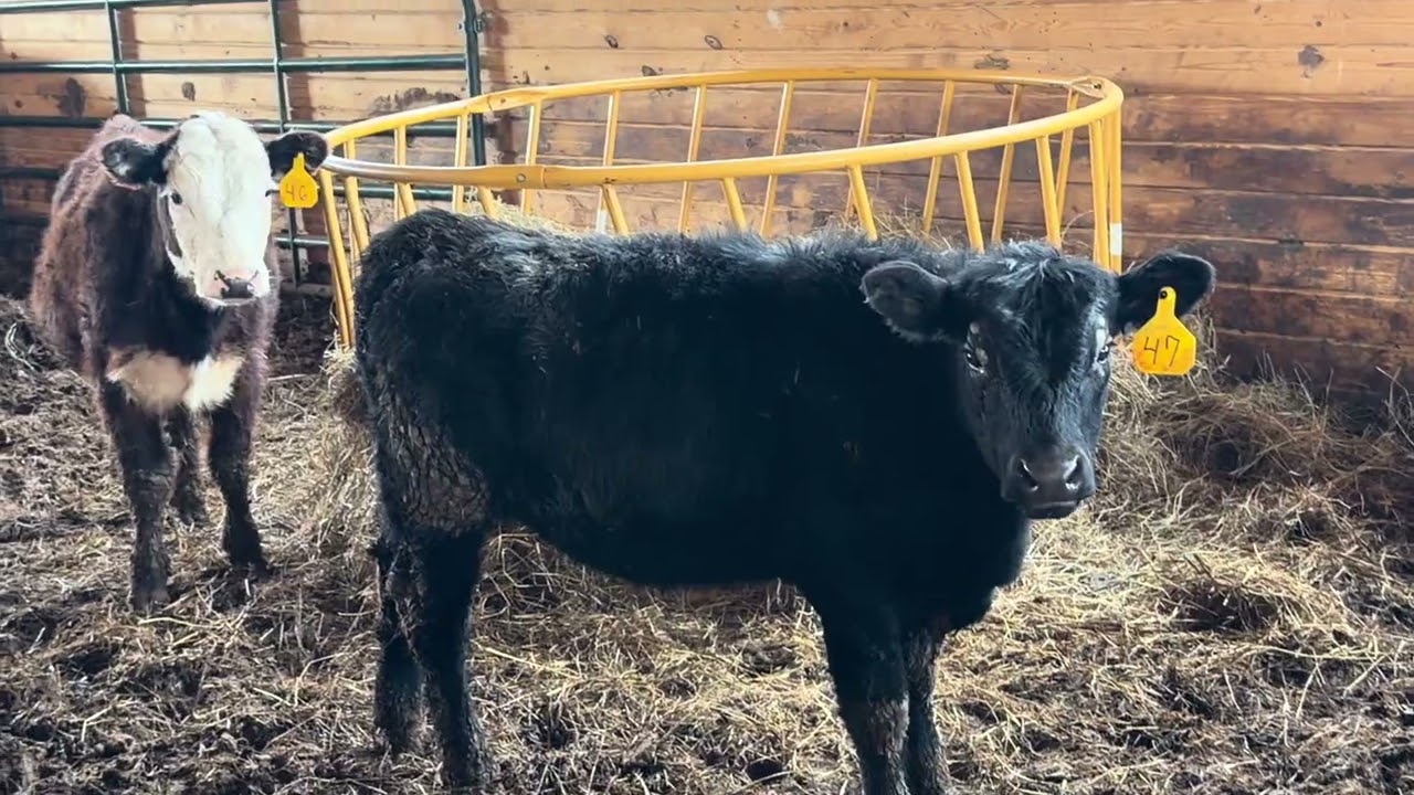 Cooks cattle 3