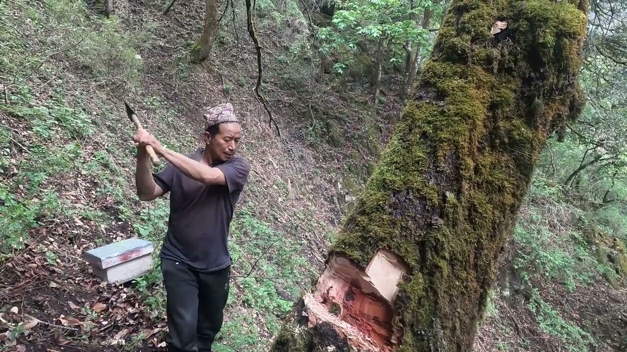 honey life himalayan video ||
