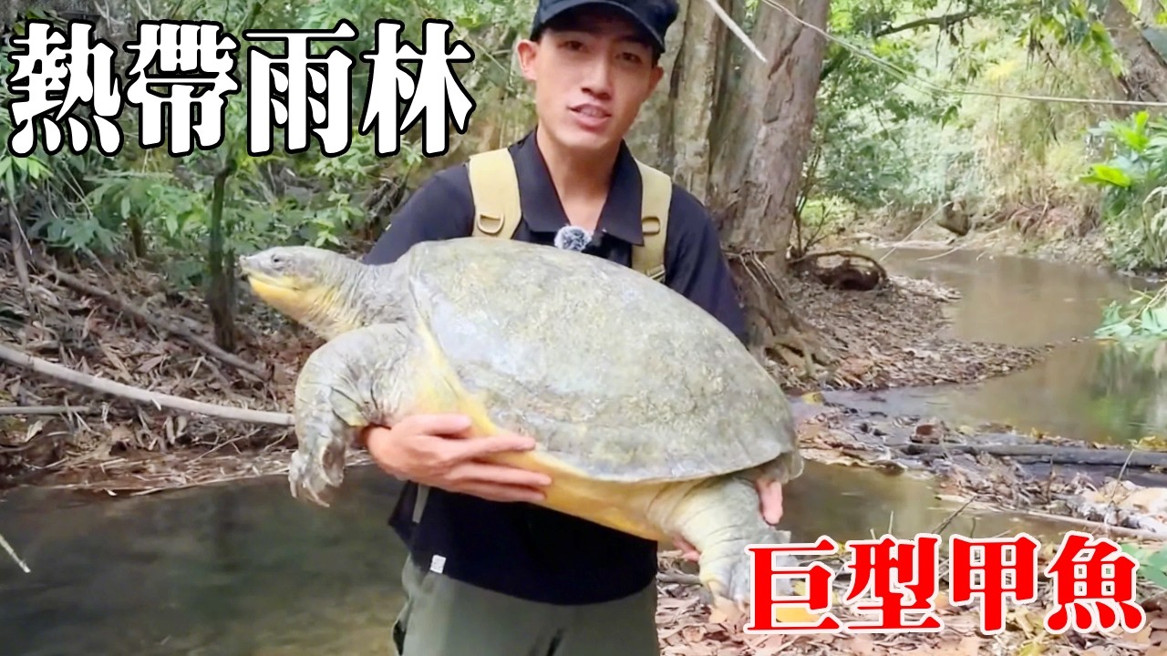 熱帶雨林生存！在小水窪抓到野田雞解決食物問題，下水抓到巨型甲魚一點不會餓著！【探索兄弟】