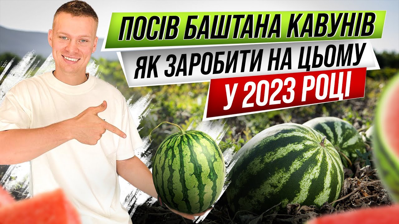 Зароблю 1 000 000 $ на кавунах ! Баштан без поливу . Агробізнес в Україні
