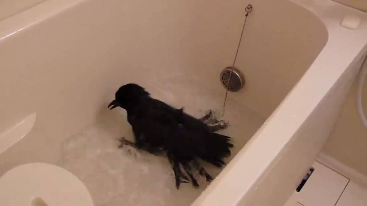カラスの行水　浴槽ver　Crow bathing 2