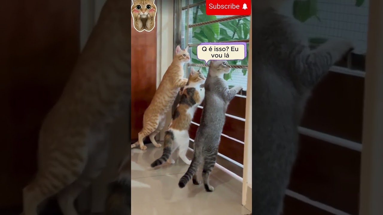 3 gatos fofoqueiros ! 😻  #fofoca #cats # #shorts #foryou #funny  #fofos #gatos