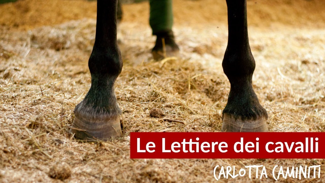 La buona gestione di scuderia 2 - Le lettiere