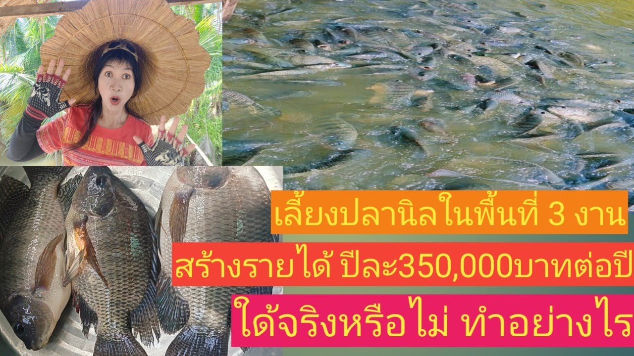 เลี้ยงปลานิลในพื้นที่3งาน สร้างรายได้ 350,000บาทต่อปี ใด้จริงหรือไม่ ทําอย่างไร