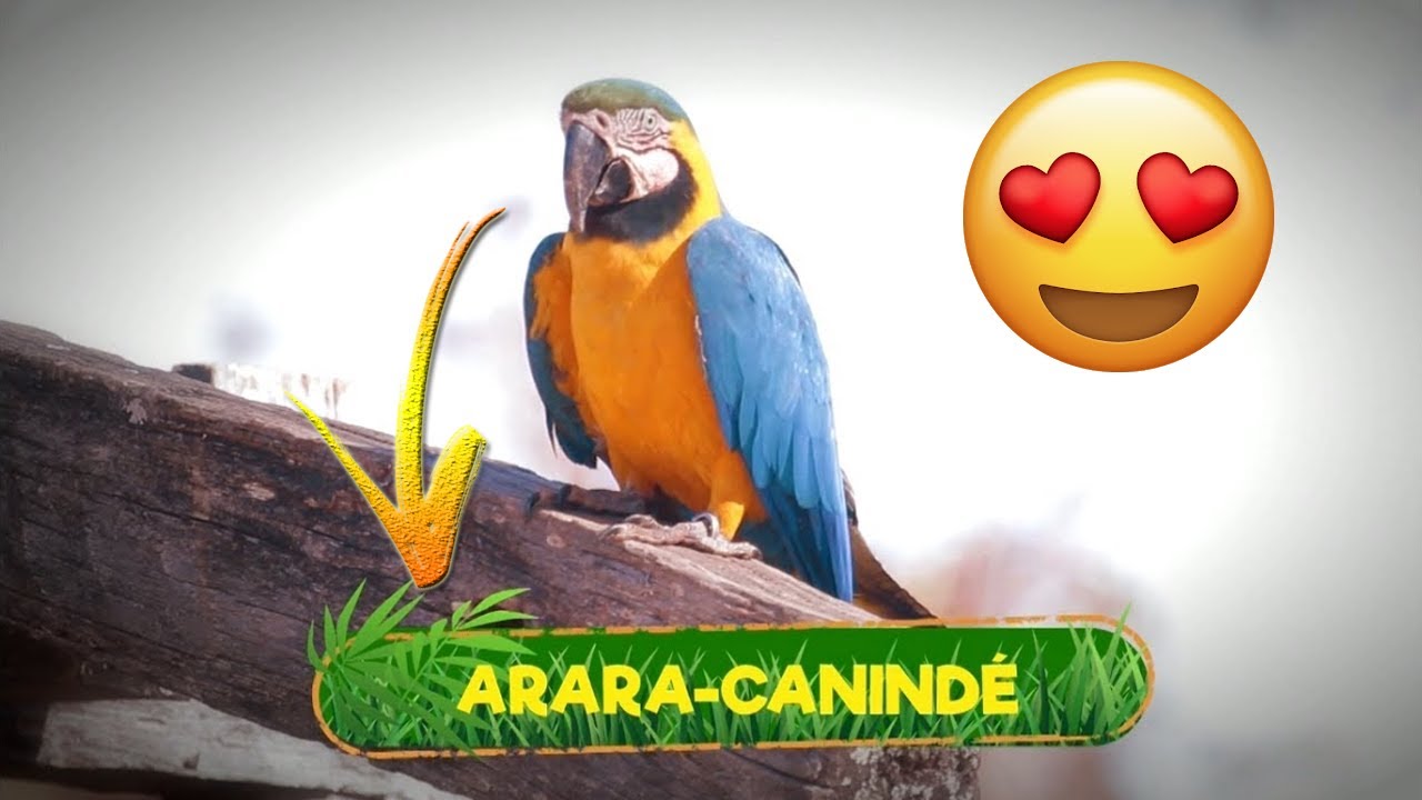 Voc&ecirc; Conhece Arara-Canind&eacute;? Curiosidades, Som da Arara Canind&eacute;, Arara barriga amarela, arari, arara&iacute;