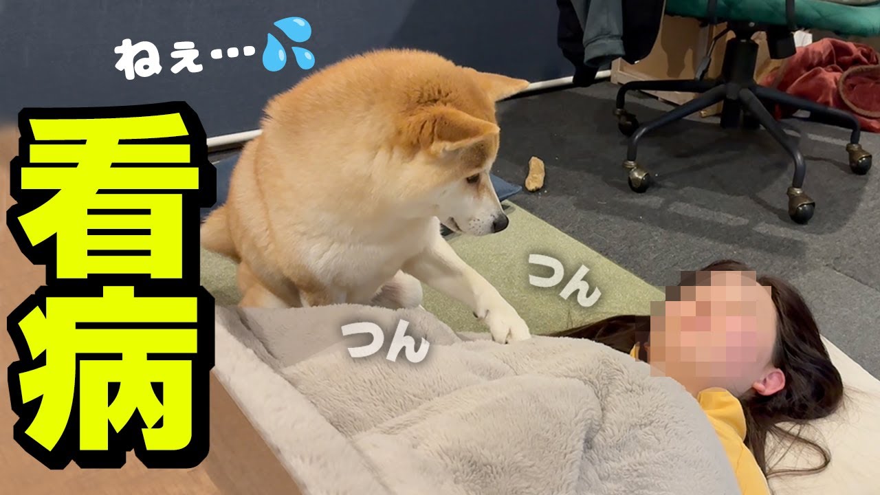 動かない娘を心配し何度も「起きて」とツンツンする柴犬が可愛い