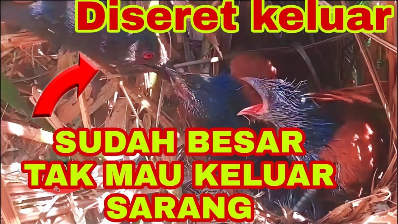 BURUNG BUT BUT MARAH ANAKNYA SUDAH BESAR TAPI TAK MAU KELUAR SARANG,INI YANG TERJADI