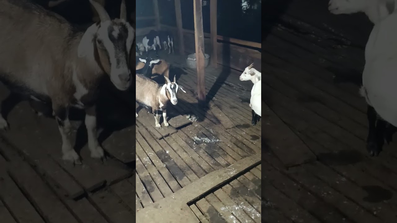 Hameng macha 31-32 suba, total 60 surey.!