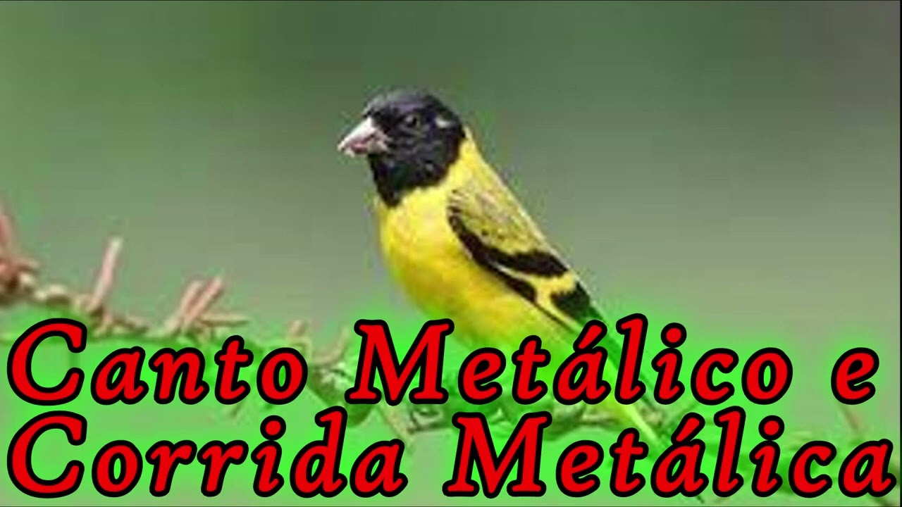 Pintassilgo Canto Met&aacute;lico Com Corrida Met&aacute;lica para Encarte de Filhotes !Spinus magellanicus