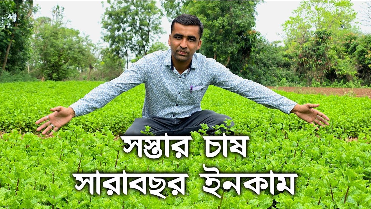 সস্তায় পুদিনা চাষ করে সারাবছর বেশি পরিমানে লাভ করবেন কিভাবে? সহজে সারাবছর পুদিনা চাষ করবেন  কিভাবে?