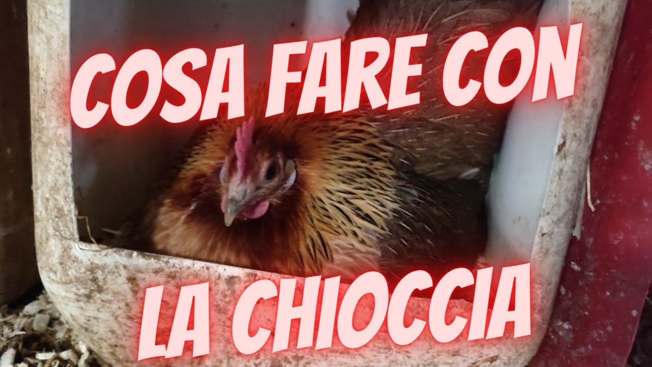 Chioccia , cosa dobbiamo fare?