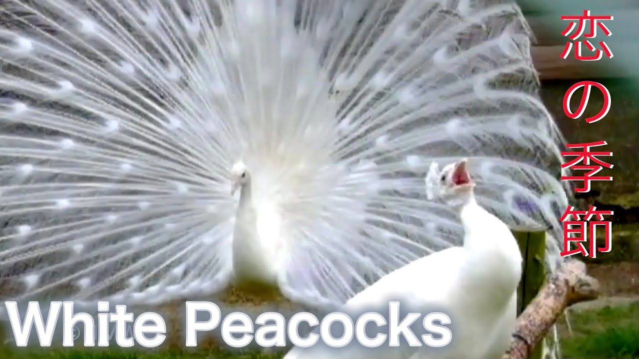 【白孔雀💕恋ダンス】雌すくないけど💦広げて閉じるうつくしい✨羽根の男子軍団🦚White Peacocks Proposal