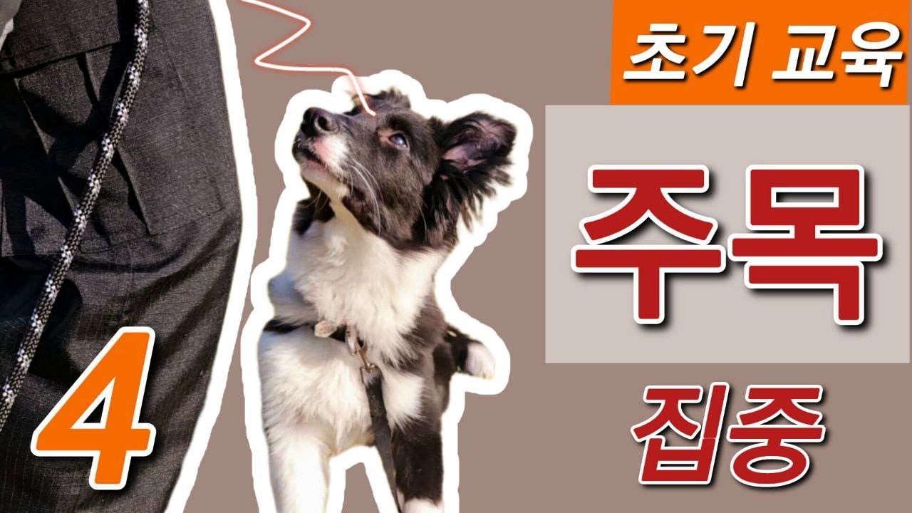 강아지 훈련 4: 주인에게 집중하는 집중 훈련 방법