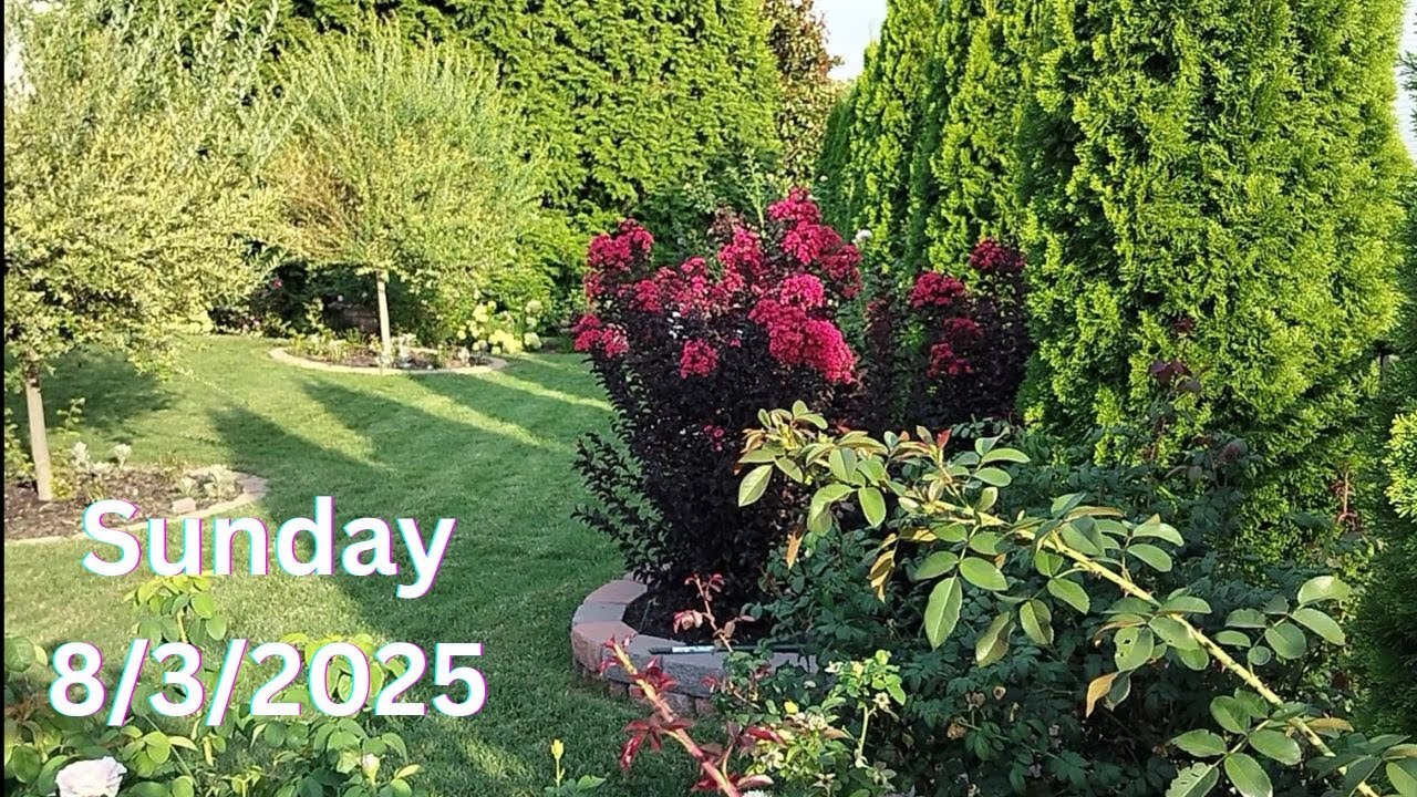 Sunday Morning Garden Stroll 8/3/2025🌹🌹 Week 15