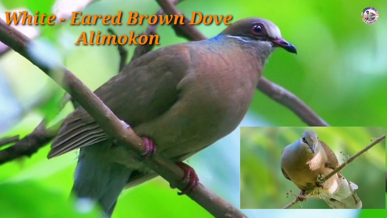White-Eared Brown Dove Bird Sound (Alimokon)