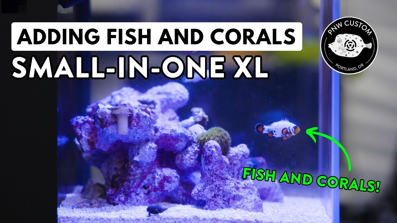 Adding Fish and Corals to Your Small-In-One XL | 5 Gallon Desktop Aquarium | E3