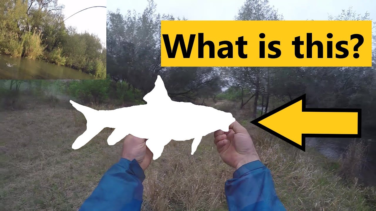 Fly Fishing for Lowveld largescale Yellowfish