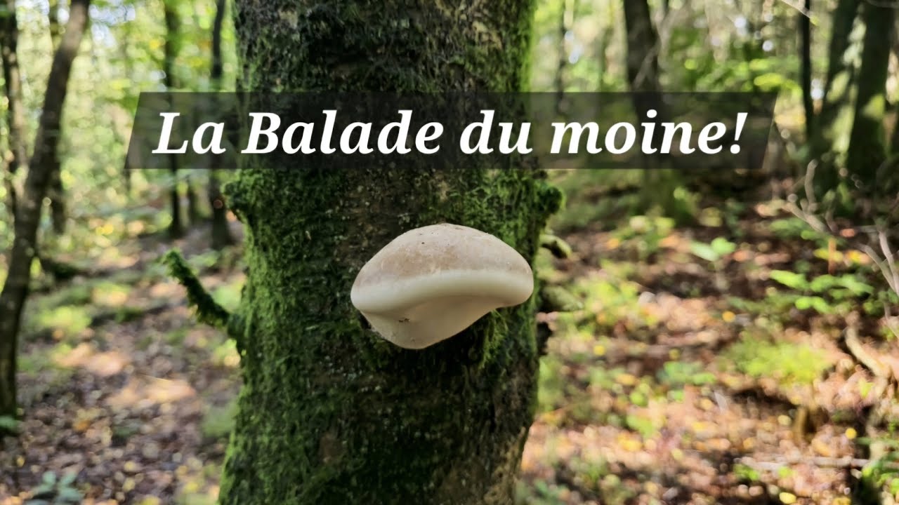 La Balade du Moine des bois
