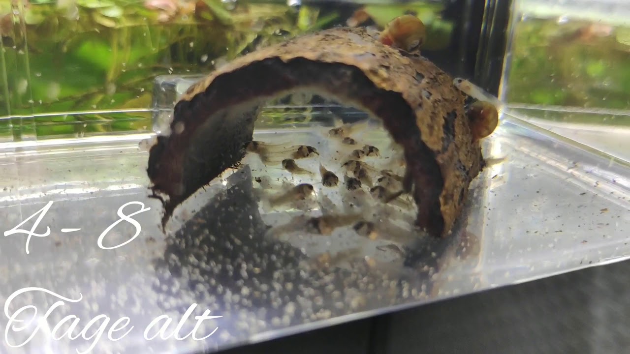 Aufzucht / Zucht Corydoras Panda Panzerwelse (Cory Catfish)