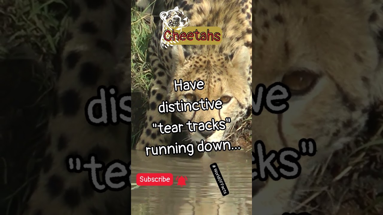 AMAZING 😱 Animal 🦦 🦁 Fact in 7.5 Seconds. #shorts #shortvideo #viral  #youtubeshorts #Cheetahs